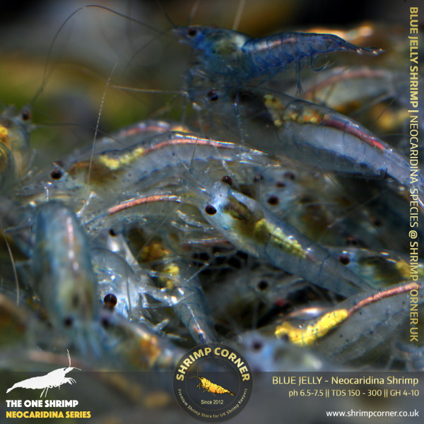 10 x BLUE JELLY | Neocaridina Cherry Shrimp