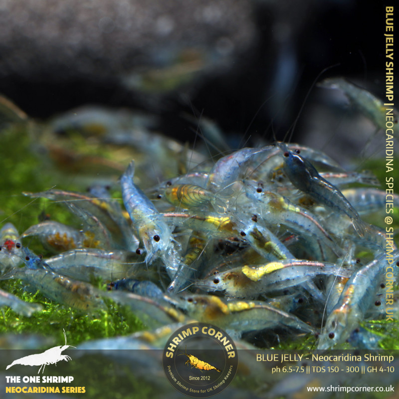 10 x BLUE JELLY | Neocaridina Cherry Shrimp