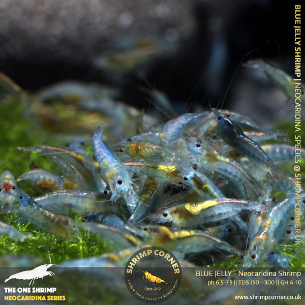 10 x BLUE JELLY | Neocaridina Cherry Shrimp