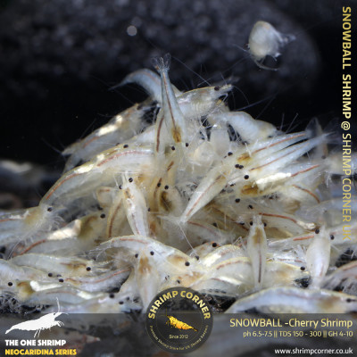 Group of 10 x SNOWBALL - Cherry Shrimp 2