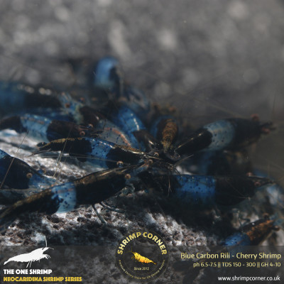 Group of 10 x Blue Rili Shrimp