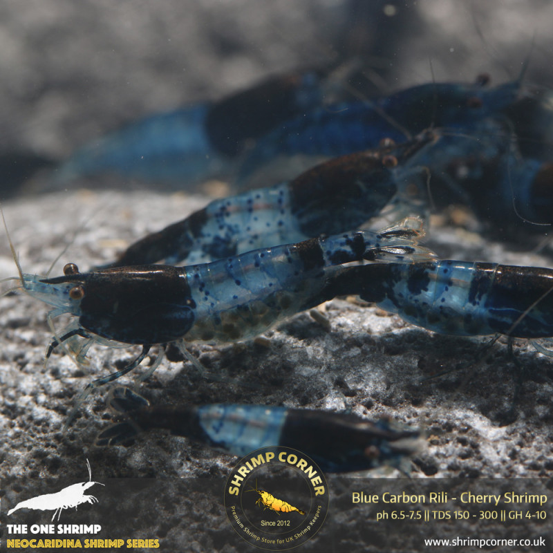 Group of 10 x Blue Rili Shrimp