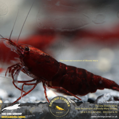 Group of 10 x The One Bloody Mary Shrimp - UK's Best Selection 2