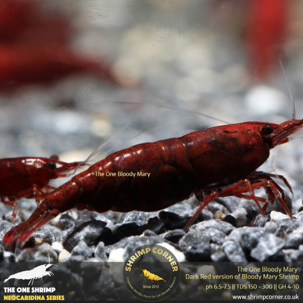 Group of 10 x The One Bloody Mary Shrimp - UK's Best Selection