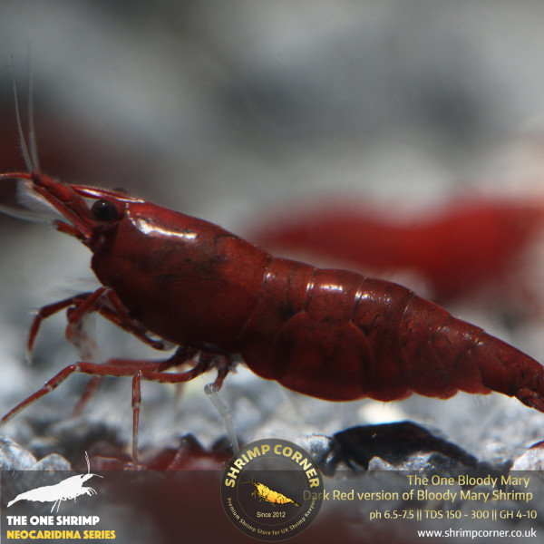 Group of 10 x The One Bloody Mary Shrimp - UK's Best Selection