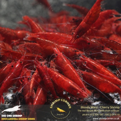 Group of 10 x Bloody Mary Shrimp - UK's Best Selection