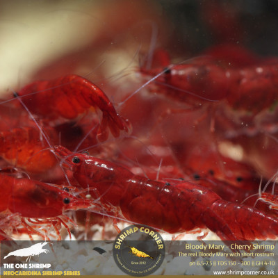 Group of 10 x Bloody Mary Shrimp - UK's Best Selection 2