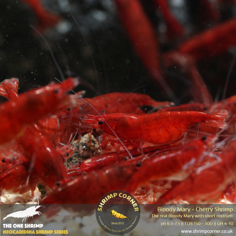 Group of 10 x Bloody Mary Shrimp - UK's Best Selection