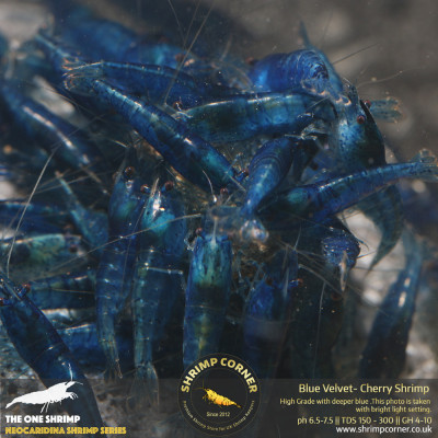 Group of 10 x Blue Velvet Shrimp - HIGH GRADE DARK BLUE