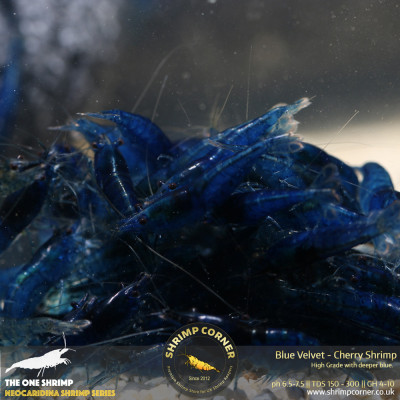 Group of 10 x Blue Velvet Shrimp - HIGH GRADE DARK BLUE