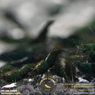 10 x The One Green Jade Shrimp | Highest Grade of Green Jade 2