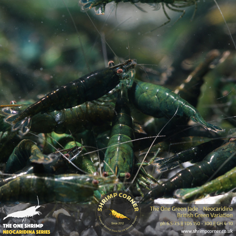 10 x The One Green Jade Shrimp | Highest Grade of Green Jade