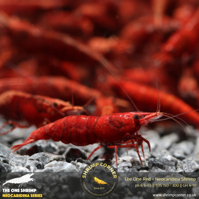 Group of 10 x The One Red Shrimp - UK's Best Fire Red Shrimp