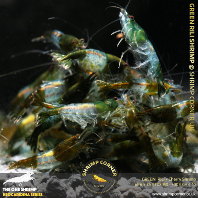 Group of 10 x Green Rili Shrimp