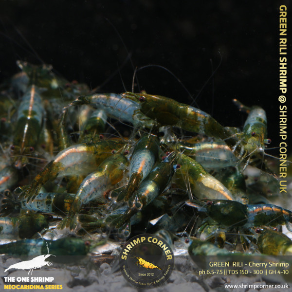 Group of 10 x Green Rili Shrimp