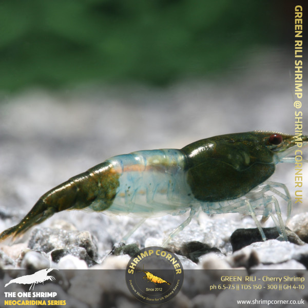 Group of 10 x Green Rili Shrimp