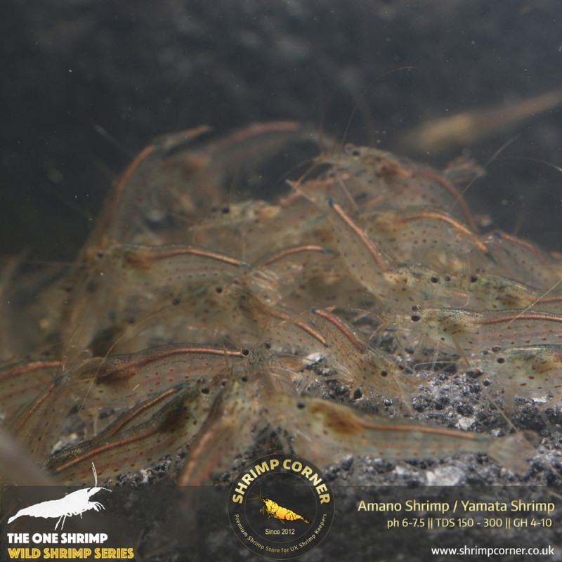 Group of 10 Amano Shrimp (2-3cm) @ Shrimp Corner