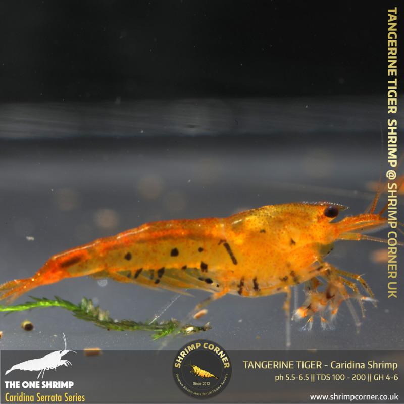 TANGERINE TIGER | Caridina Serrata Shrimp @ Shrimp Corner