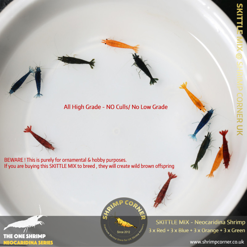 SKITTLE MIX Colour Cherry Shrimp | Group of 12 Shrimp