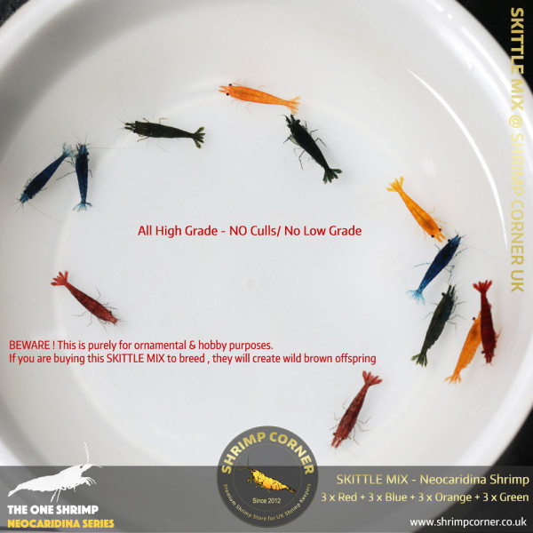 SKITTLE MIX Colour Cherry Shrimp | Group of 12 Shrimp