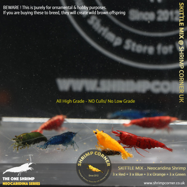 SKITTLE MIX Colour Cherry Shrimp | Group of 12 Shrimp