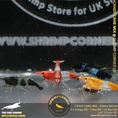 CANDY CANE Colour Cherry Shrimp | Group of 10 Shrimp