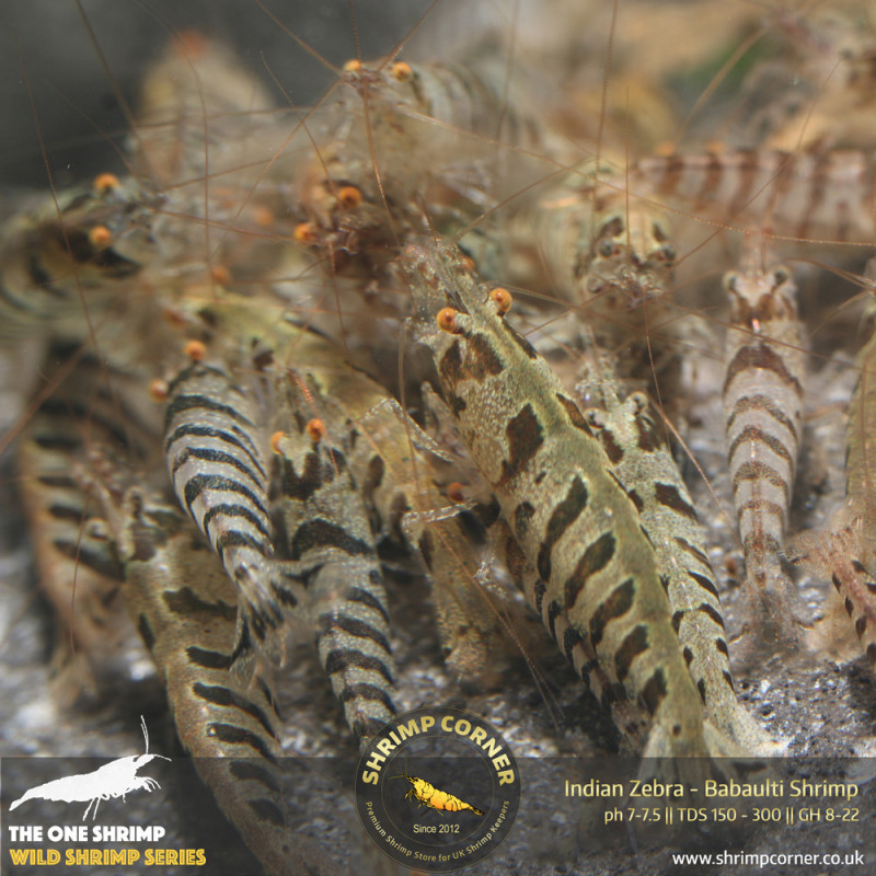 Indian Zebra Shrimp @ Shrimp Corner
