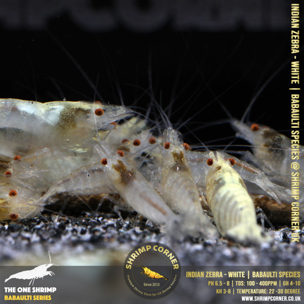 Indian Zebra Shrimp - WHITE ALBINO @ Shrimp Corner