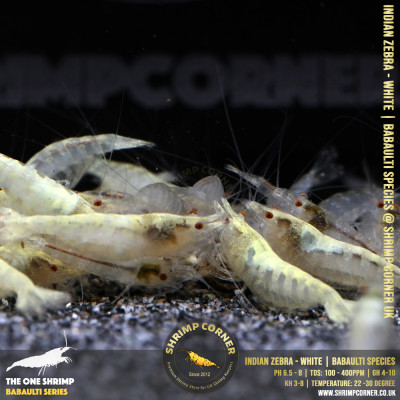 Indian Zebra Shrimp - WHITE ALBINO @ Shrimp Corner