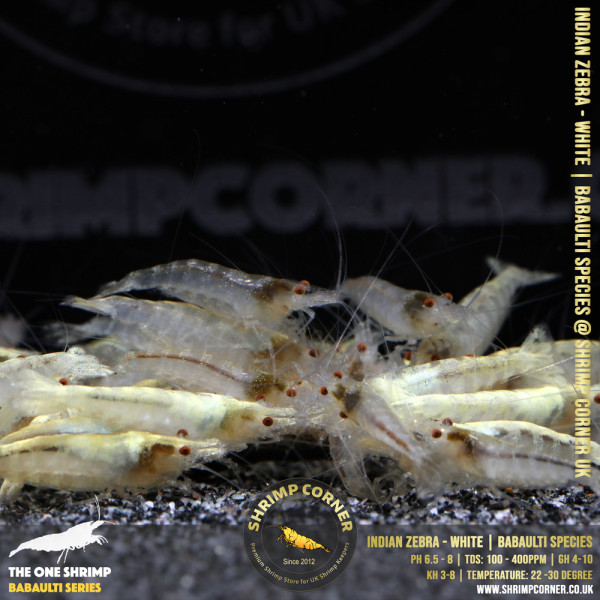 Indian Zebra Shrimp - WHITE ALBINO @ Shrimp Corner