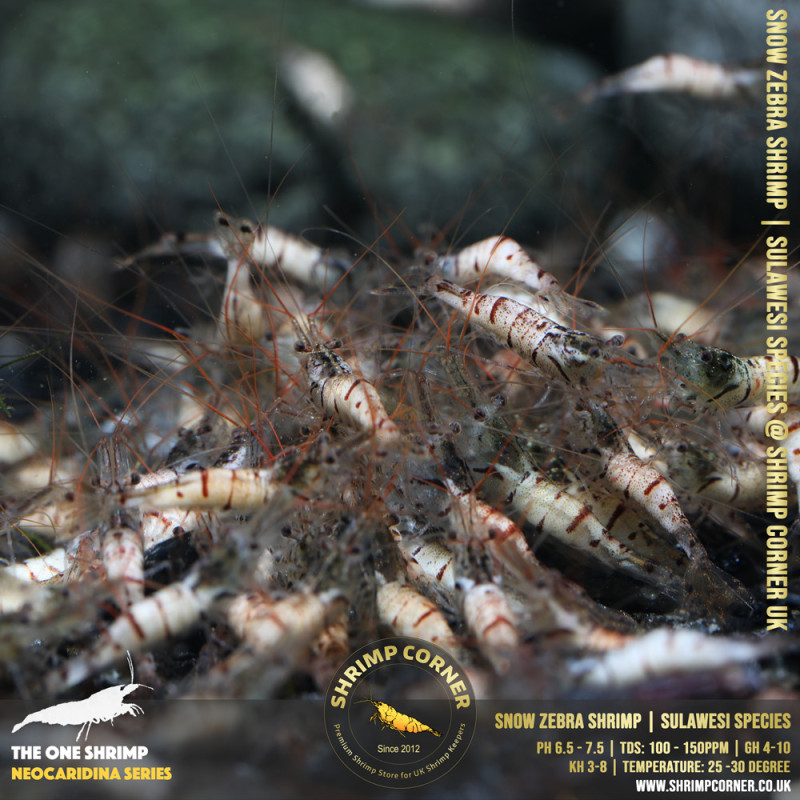 Group of 10 x SNOW ZEBRA Sulawesi Shrimp