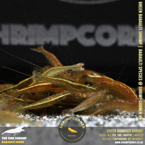 GREEN BABAULTI shrimp @ Shrimp Corner