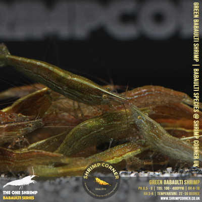 GREEN BABAULTI shrimp @ Shrimp Corner 2