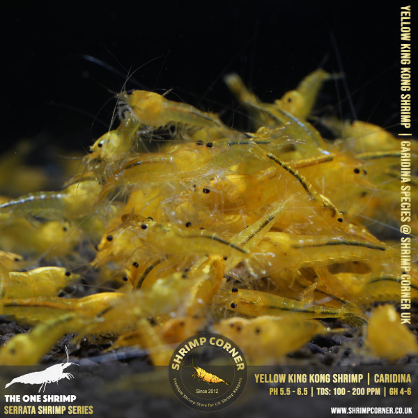 YELLOW KING KONG | Caridina Serrata Shrimp @ Shrimp Corner