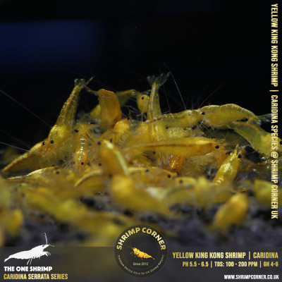 YELLOW KING KONG | Caridina Serrata Shrimp @ Shrimp Corner 2