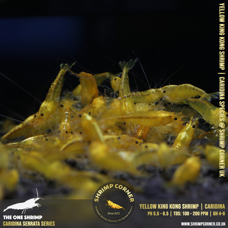 YELLOW KING KONG | Caridina Serrata Shrimp @ Shrimp Corner