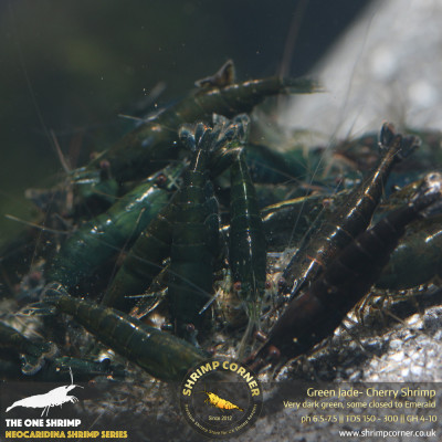 Dark Green Jade Shrimp @ Shrimp Corner 2