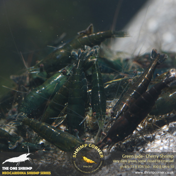 Dark Green Jade Shrimp @ Shrimp Corner