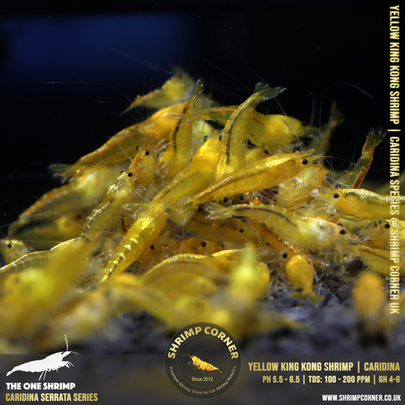YELLOW KING KONG | Caridina Serrata Shrimp @ Shrimp Corner
