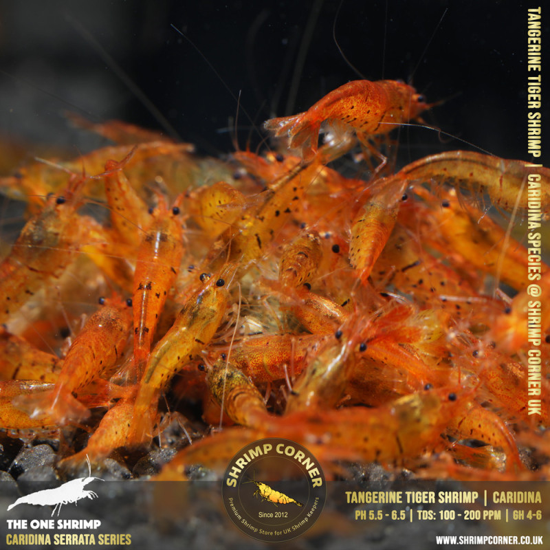 TANGERINE TIGER | Caridina Serrata Shrimp @ Shrimp Corner
