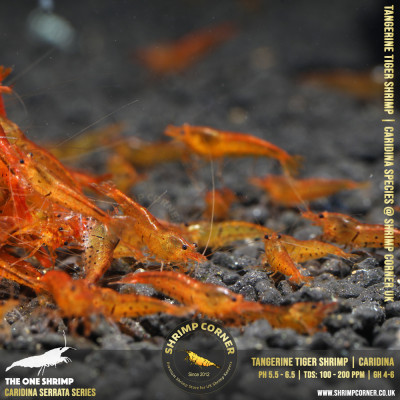TANGERINE TIGER | Caridina Serrata Shrimp @ Shrimp Corner 2