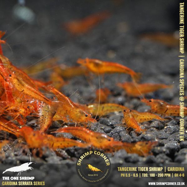 TANGERINE TIGER | Caridina Serrata Shrimp @ Shrimp Corner