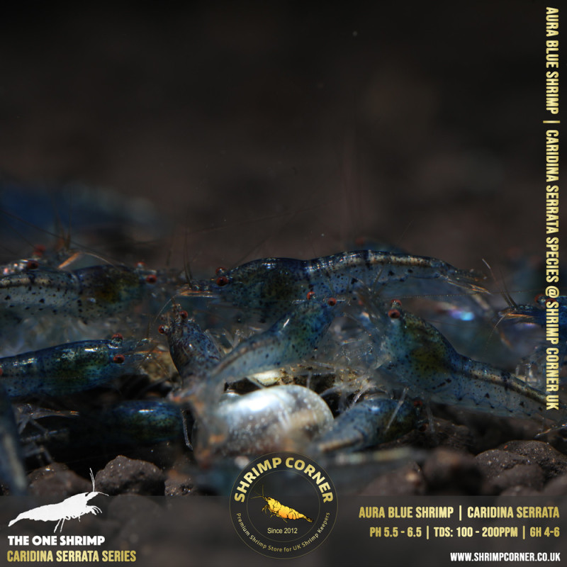 AURA BLUE | Caridina Serrata Shrimp @ Shrimp Corner