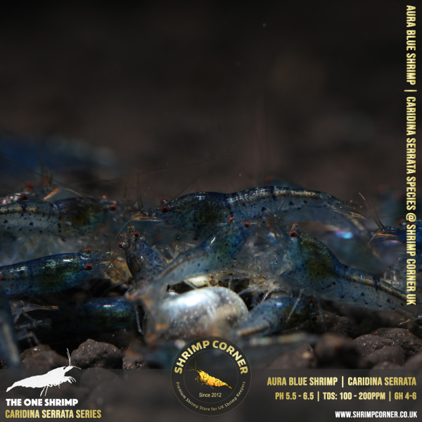 AURA BLUE | Caridina Serrata Shrimp @ Shrimp Corner