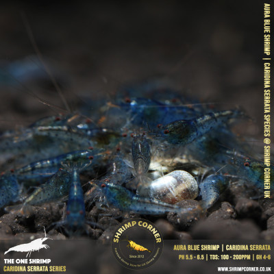 AURA BLUE | Caridina Serrata Shrimp @ Shrimp Corner 2