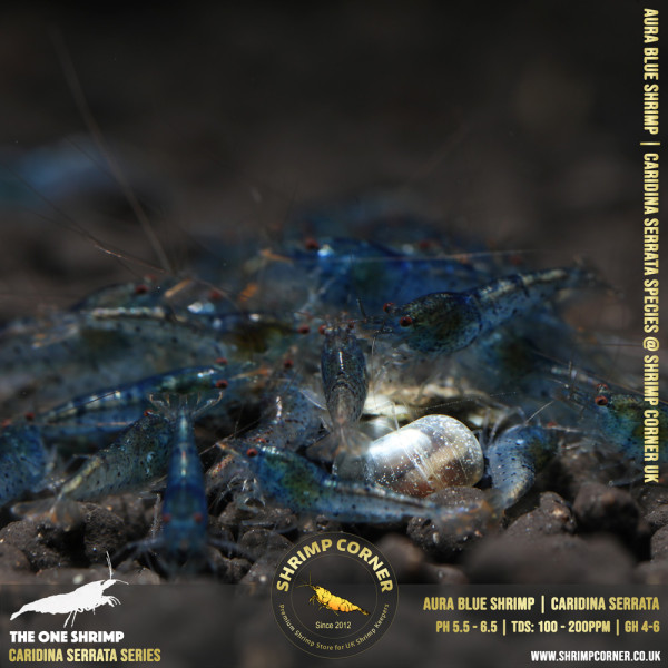 AURA BLUE | Caridina Serrata Shrimp @ Shrimp Corner