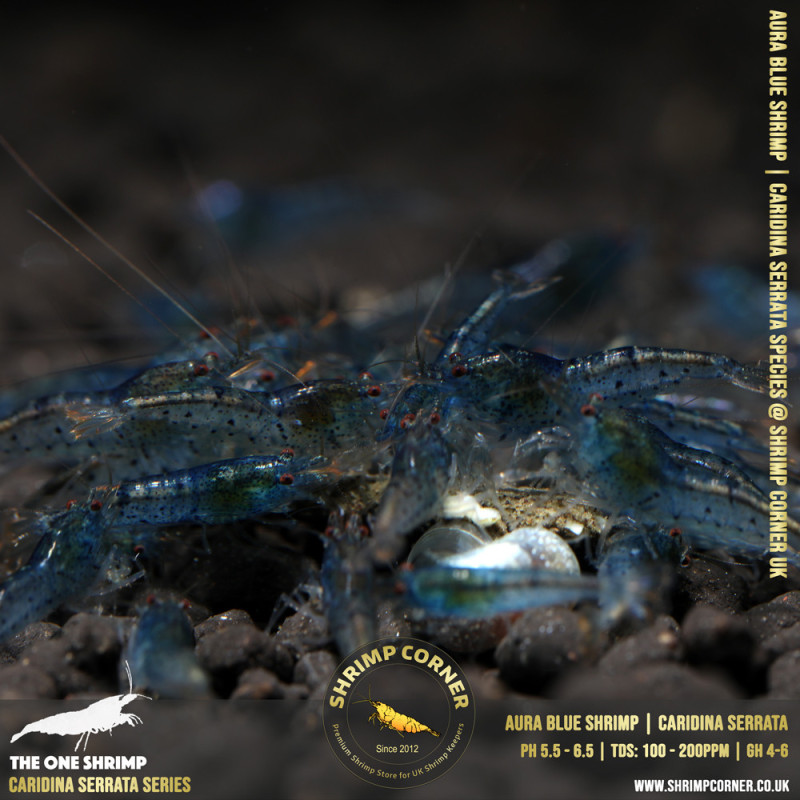 AURA BLUE | Caridina Serrata Shrimp @ Shrimp Corner