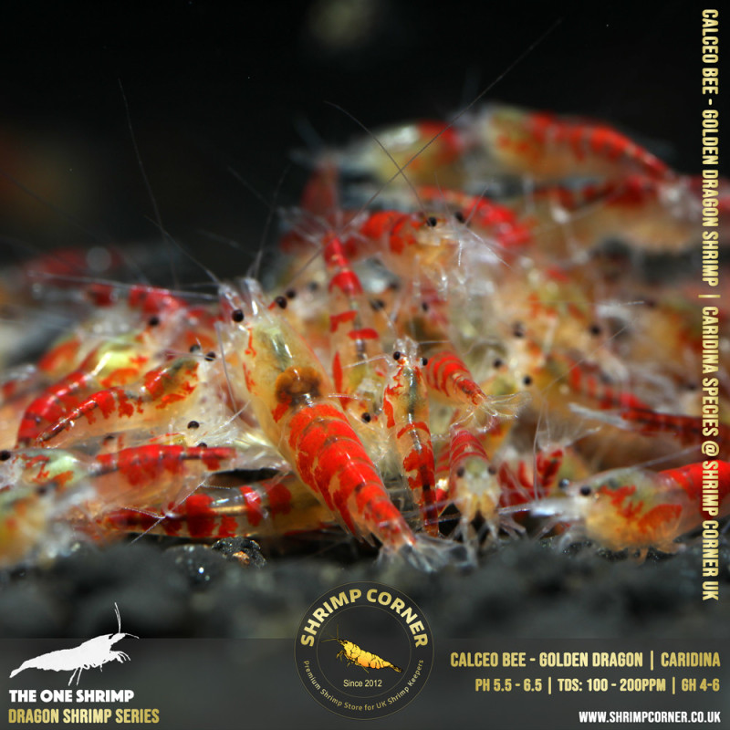 CALCEO BEE or GOLDEN DRAGON Shrimp | Caridina Species @ Shrimp Corner