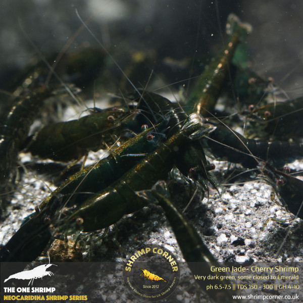 Dark Green Jade Shrimp @ Shrimp Corner