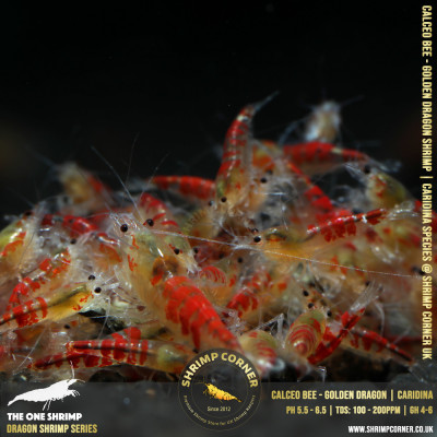CALCEO BEE or GOLDEN DRAGON Shrimp | Caridina Species @ Shrimp Corner 2